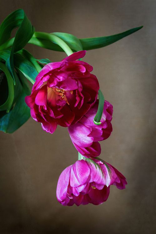 Rich Pink Tulips Print