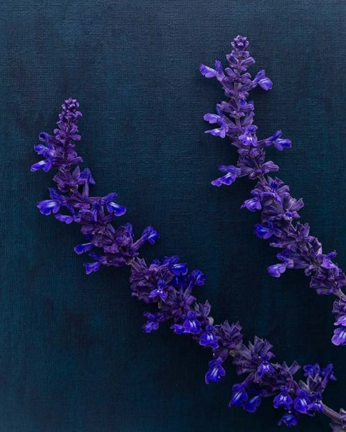 Purple Salvia Print