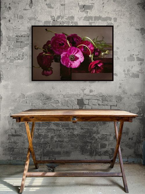 Rouge ranunculus framed print