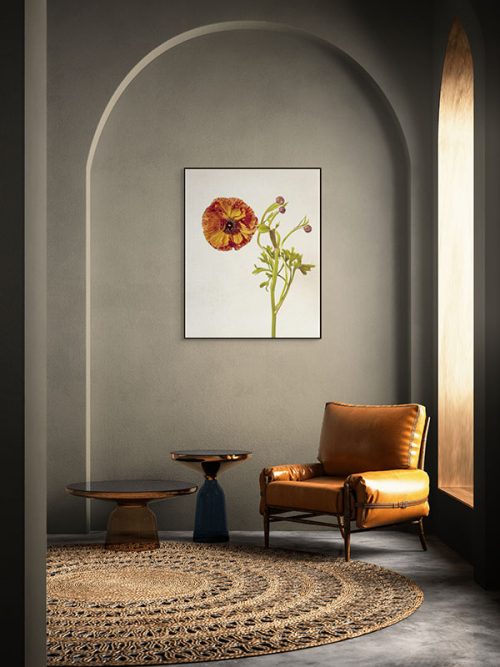 Single Orange Ranunculus Framed Canvas