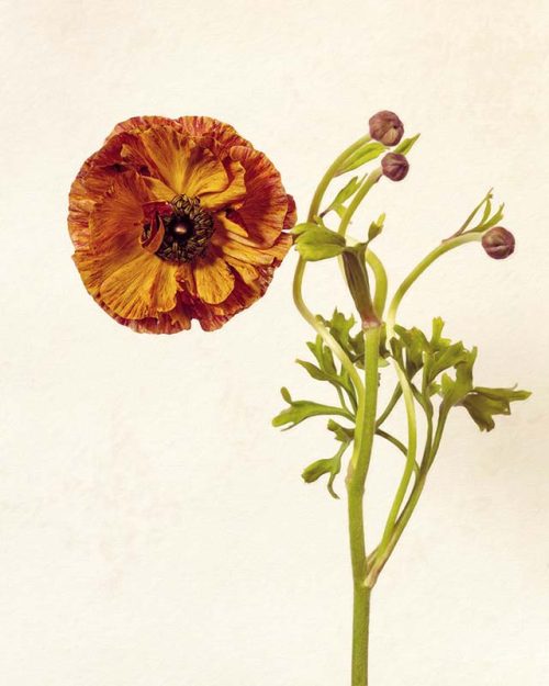 Orange Ranunculus Print