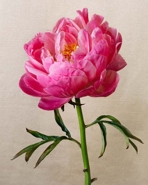 Single Pink Peony Print