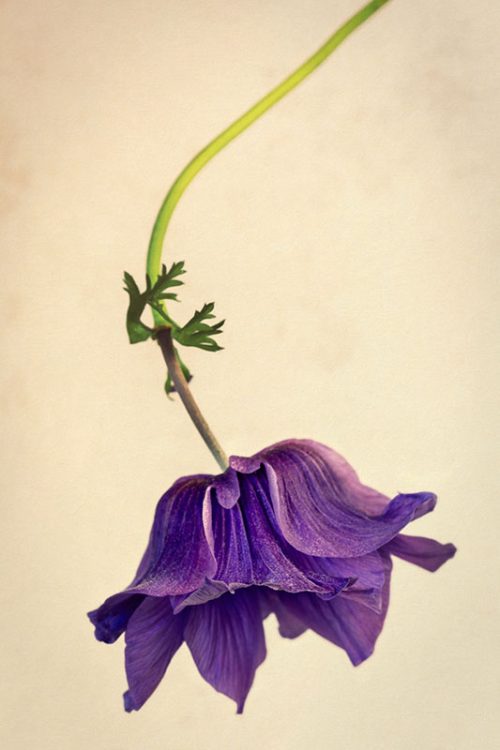 Purple Anemone Print