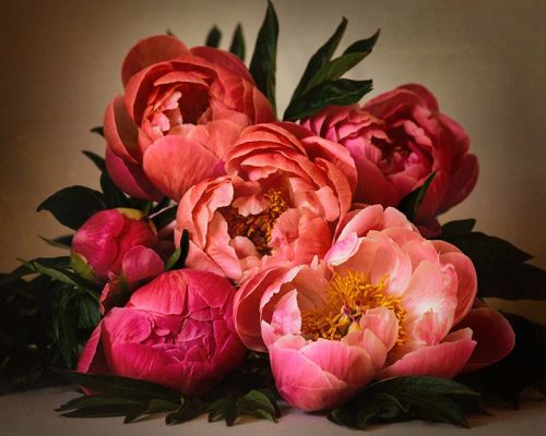 Springtime Peonies Print