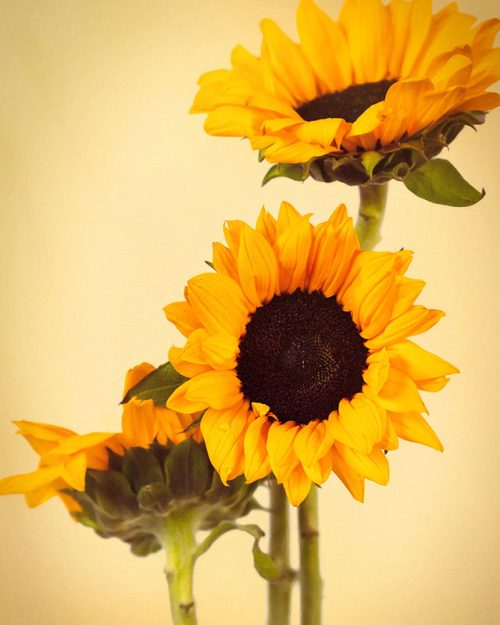 Sunflower Trio