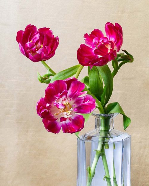 Tulips in Decanter Print