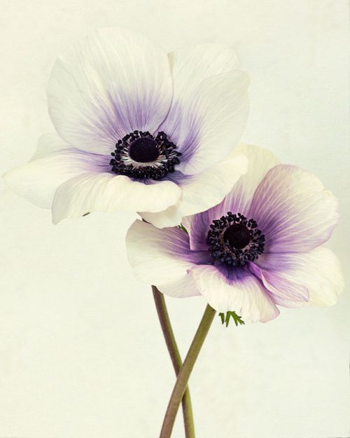 Two Anemones Print
