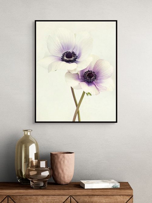 Two anemones framed canvas