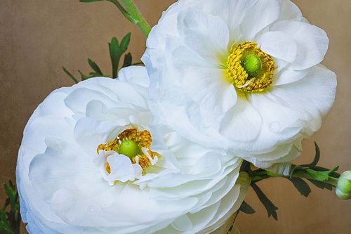 White Ranunculus Print