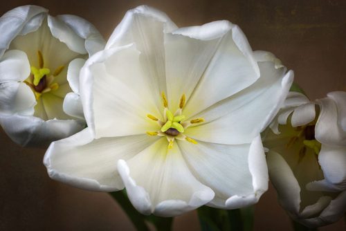 White Tulips Print