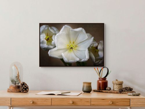 White tulips framed canvas
