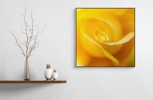 Yellow Rose Details Framed Canvas