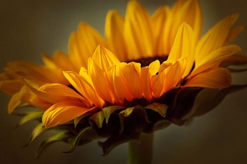 Yellow Sunflower Print