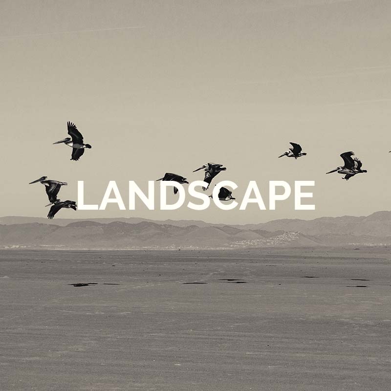 Click here to shop landscapes