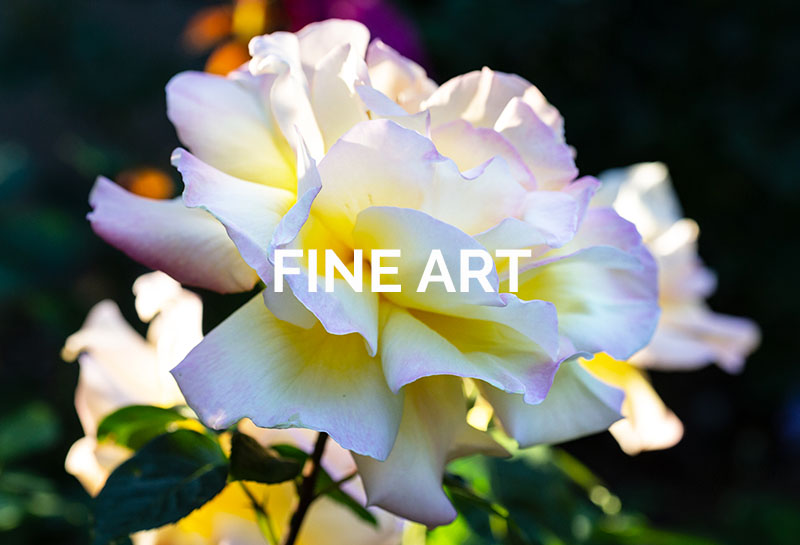 Click here for Fine Art Commissions